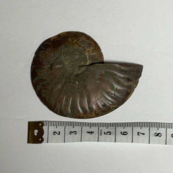 Ammonite Fossil 01 - Picture 2 of 2